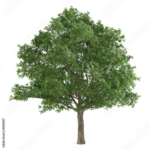 Tree isolated. Quercus robur photo
