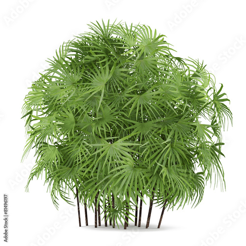 Palm plant bush isolated. Rhapis excelsa photo
