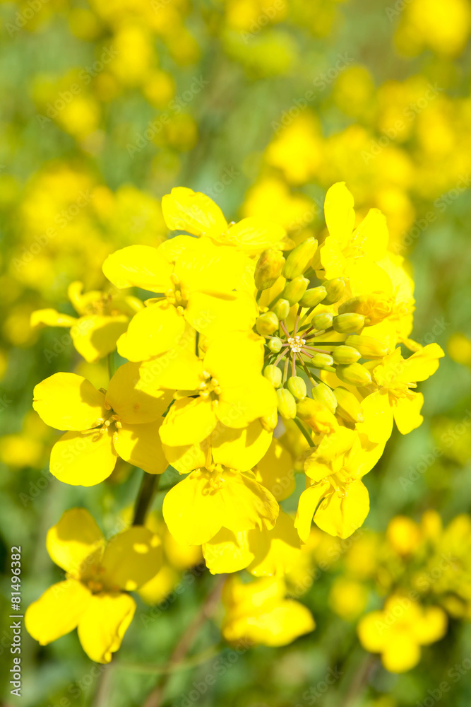 菜の花 菜の花