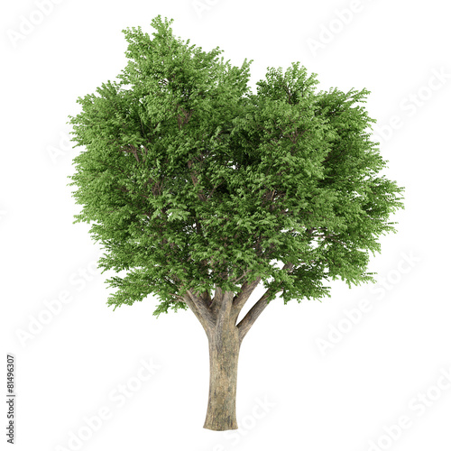 Tree isolated. Ulmus campestris