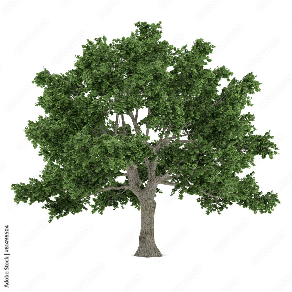 Obraz premium Tree isolated. Acer saccharum maple