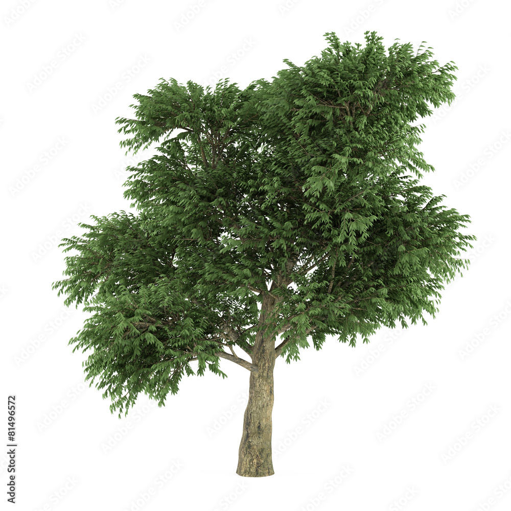 Tree isolated. Arbutus menziesii