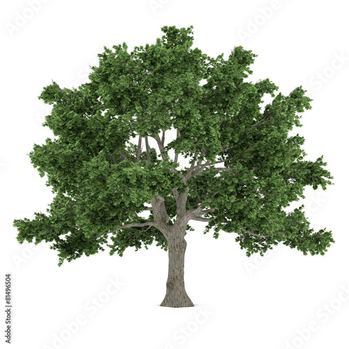 Tree isolated. Acer saccharum maple