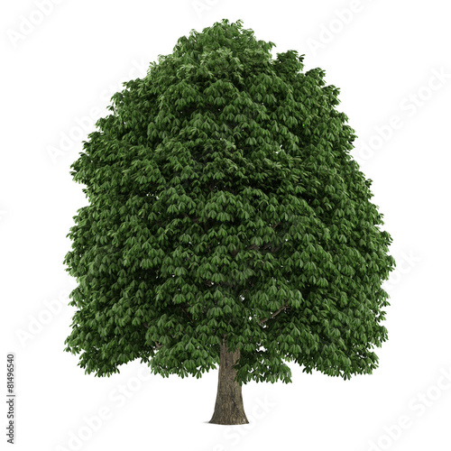 Tree isolated. Aesculus chestnut