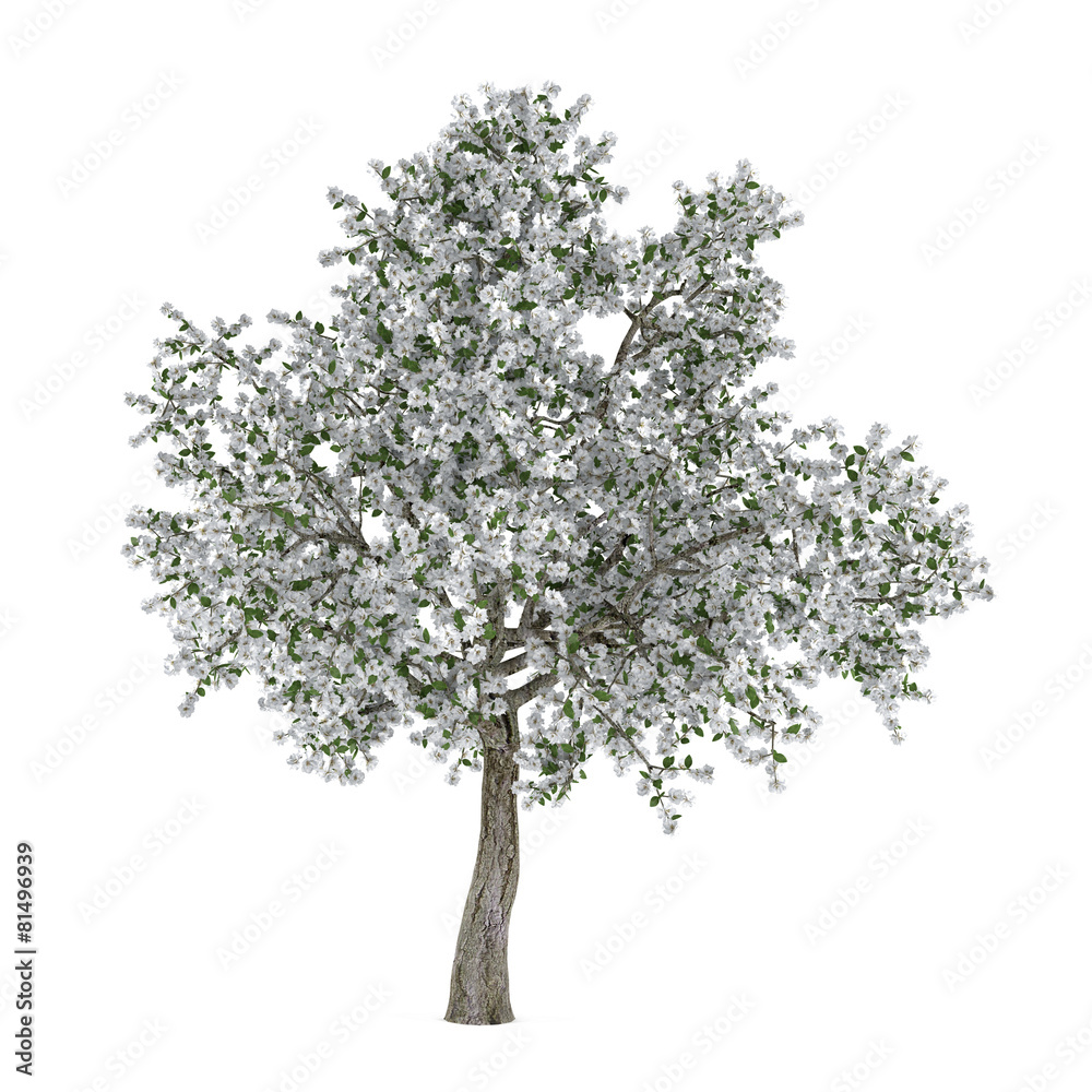 Fototapeta premium Blossoming tree with white flowers. Pyrus.