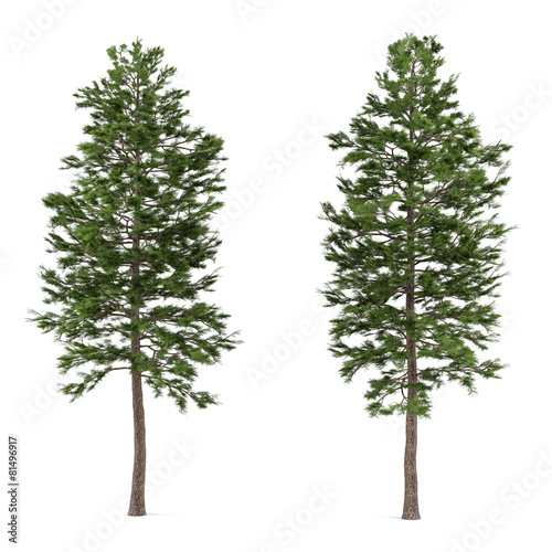 Tree pine isolated. Pinus sylvestris photo