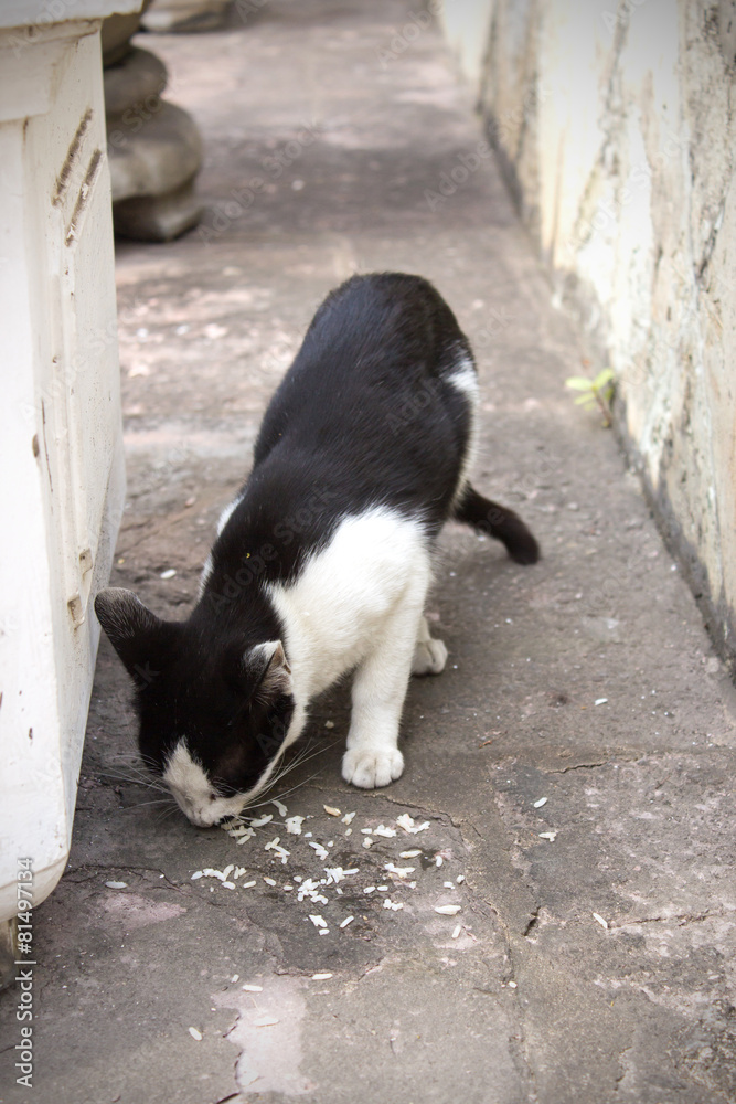 hungry cat eating food