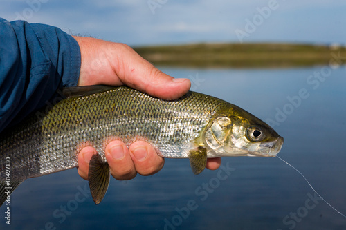 Fototapeta Naklejka Na Ścianę i Meble -  man's hands holding whitefish