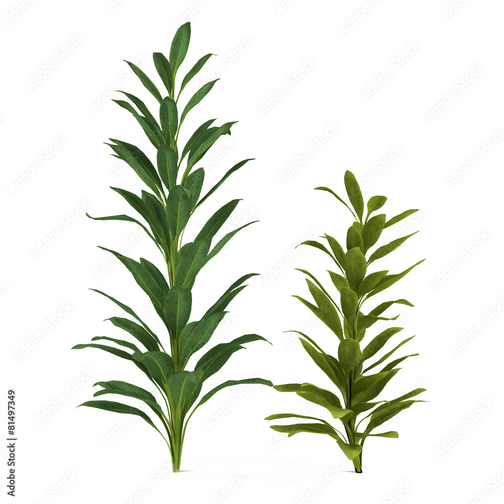 Palm plant tree isolated. Cordyline glauca Palm plant tree isolated. Cordyline glauca