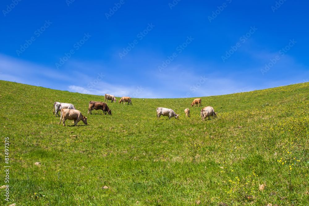 Herd of cows at summer green field in sicily