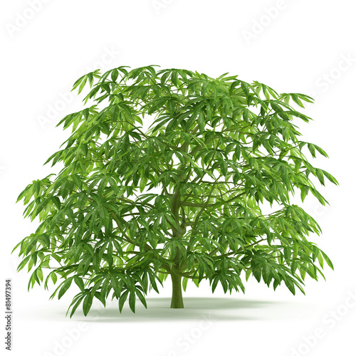 Plant bush isolated. Fatsia photo