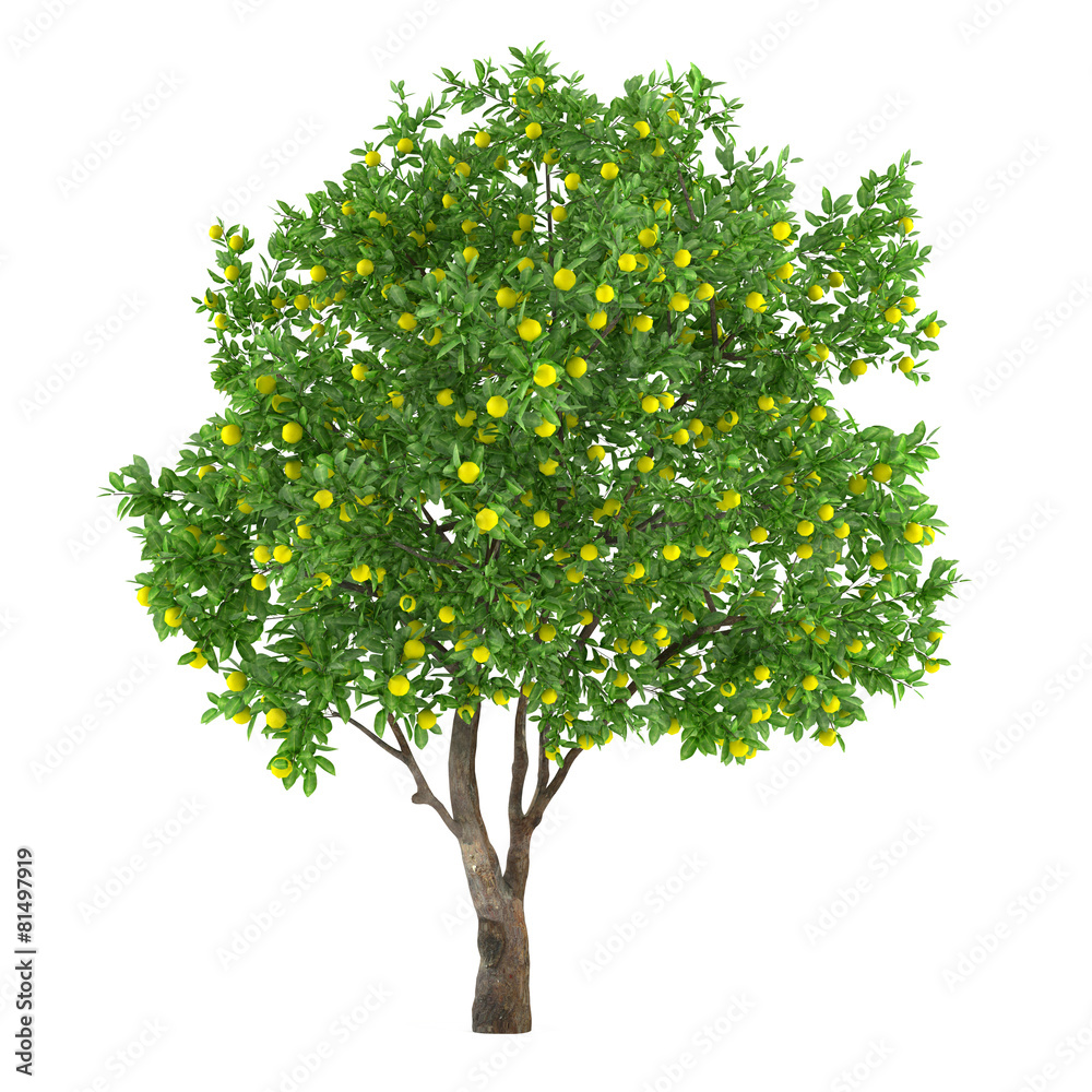 Citrus fruit tree isolated. lemon