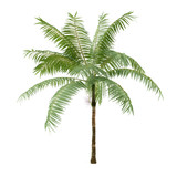 Palm plant tree isolated. Dictyosperma album