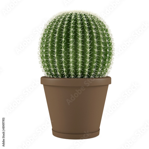 Plant isolated. Cactus grusoni in a pot photo