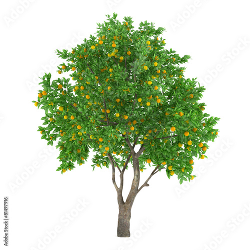 Citrus fruit tree isolated. lemon