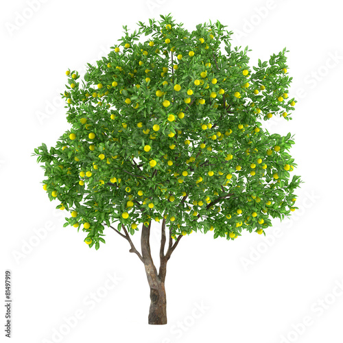 Fotografia Citrus fruit tree isolated. lemon