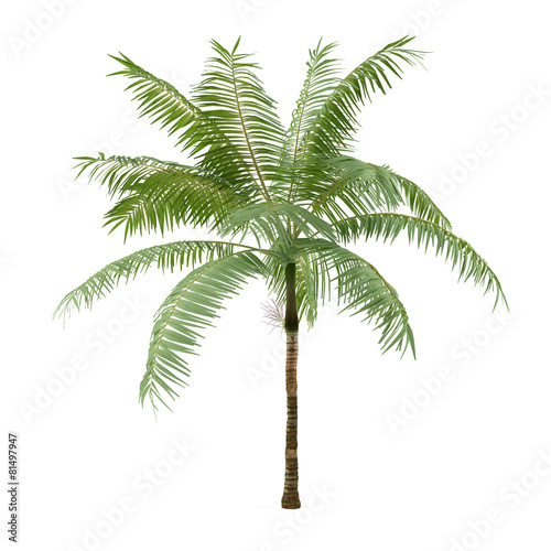 Palm plant tree isolated. Dictyosperma album