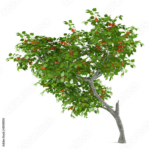 Fruit tree isolated. Prunus armeniaca