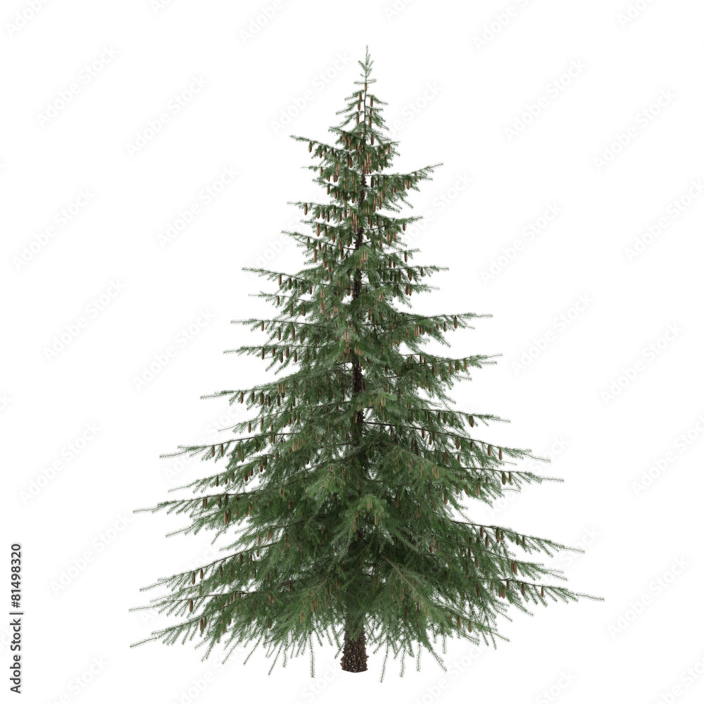 Fototapeta premium Tree isolated. Picea fir-tree