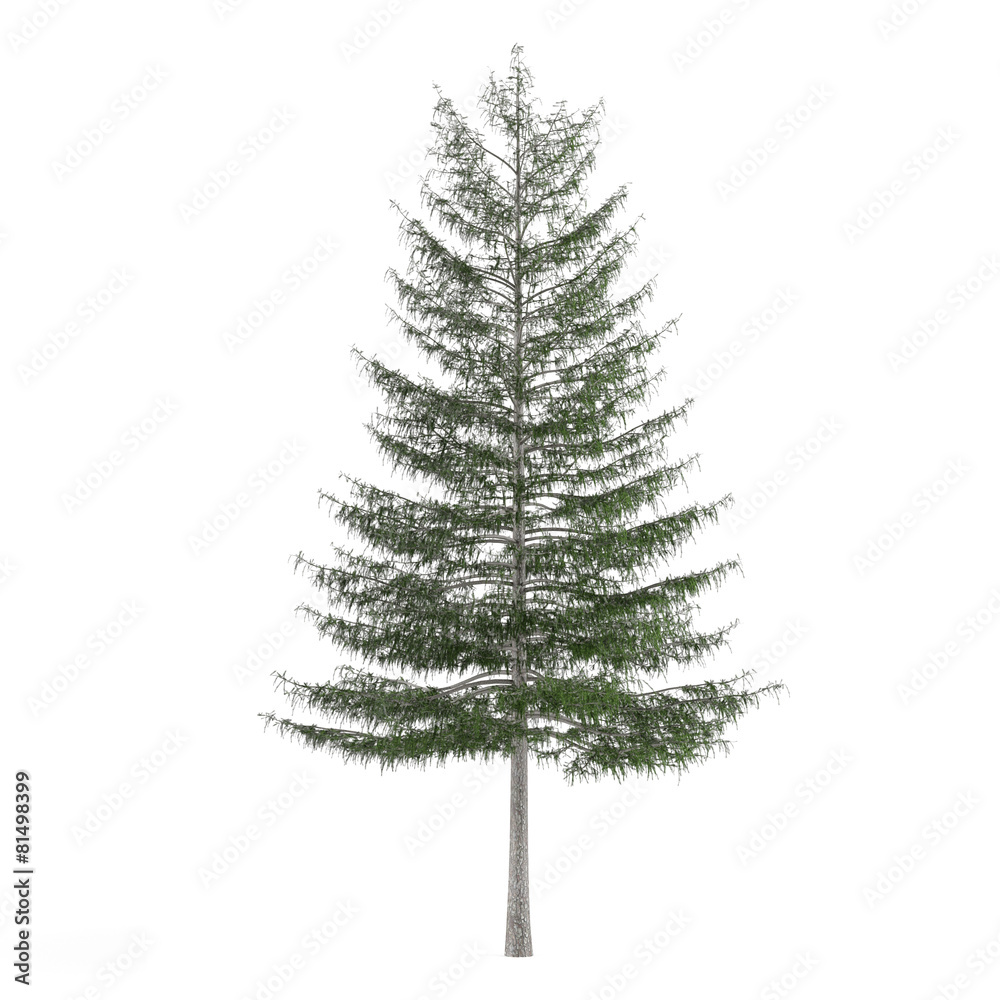 Fototapeta premium Pine tree isolated. Larix decidua
