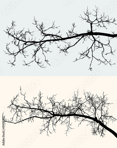 silhouettes of the tree branches