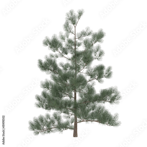 Tree pine isolated. exotic Pinus