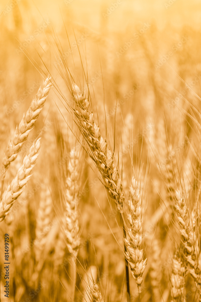 Wheat field with fully ripe spikelets Wheat field with fully ripe spikelets