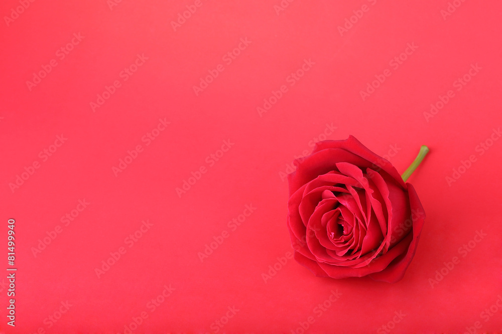 red rose on red background
