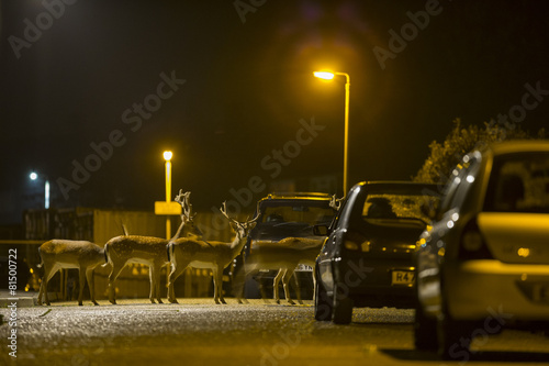 Urban deer - Dama dama