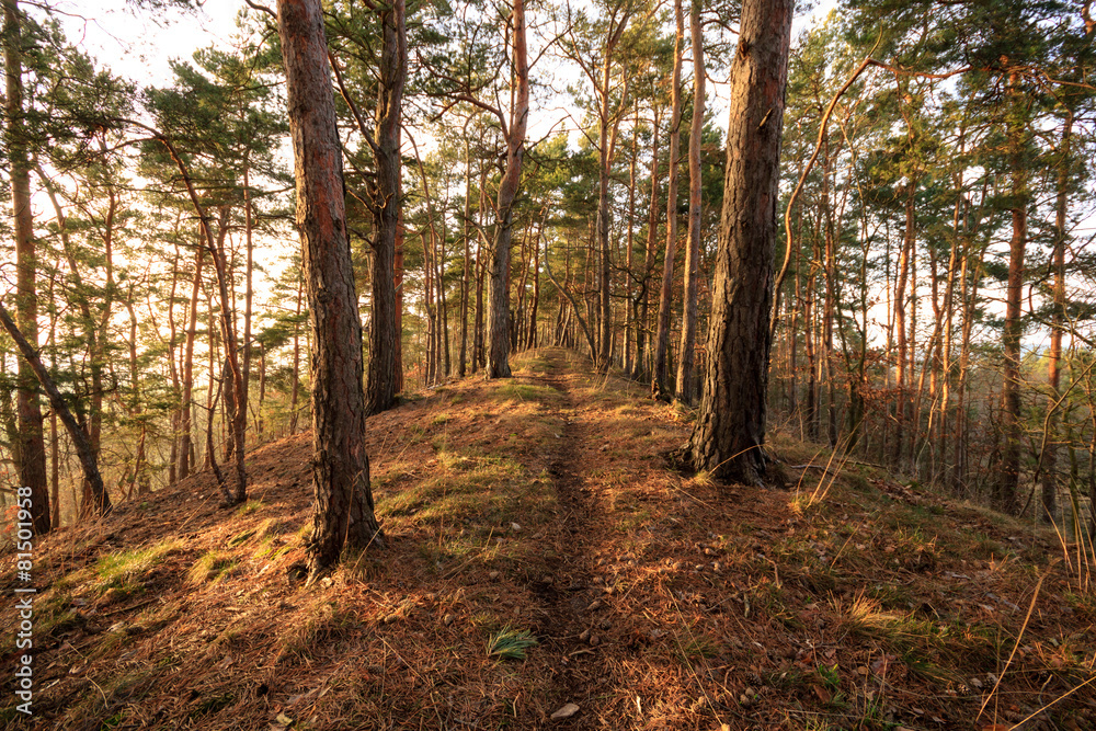 Fototapeta premium Wanderpfad im Wald