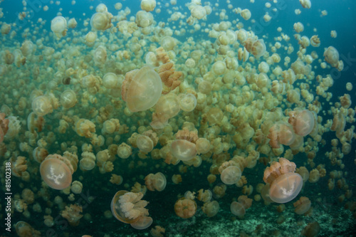Endemic Jellyfish in Marine Lake © ead72