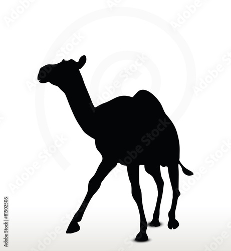 camel in Trotting pose