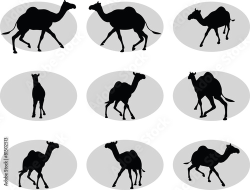 camel in Trotting pose