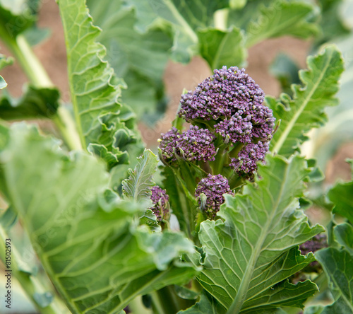 purple sprouting broccoli