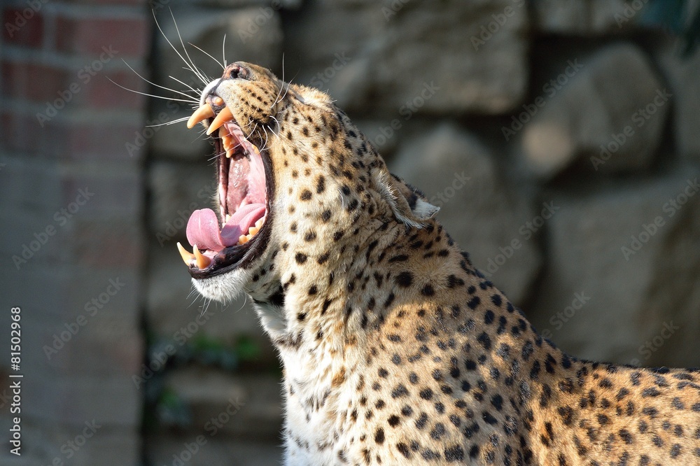 Obraz premium Leopardo che sbadiglia