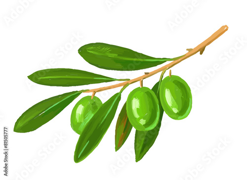 picture of olive tree branch