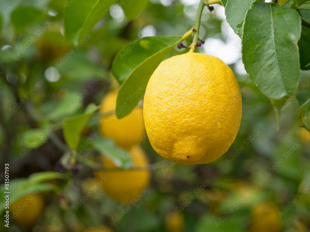 Zitronen - Limonen - Zitronenbaum - Zitrusfrüchte - Früchte