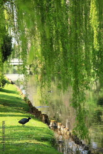 fiume e natura photo