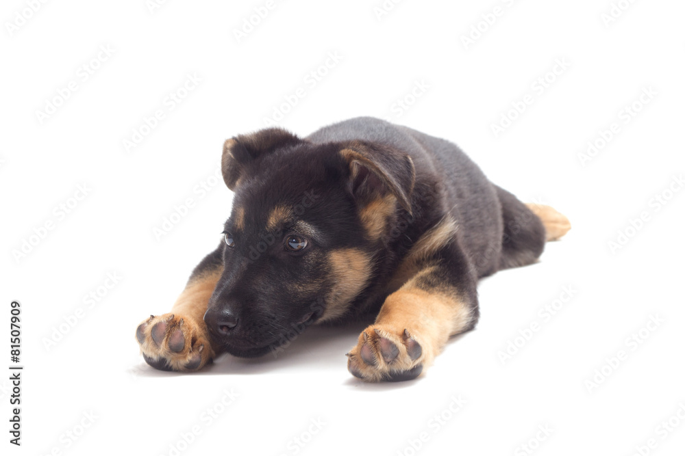 Obraz premium puppy lying on a white background