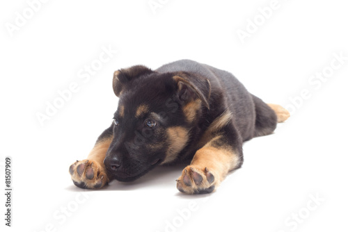 puppy lying on a white background