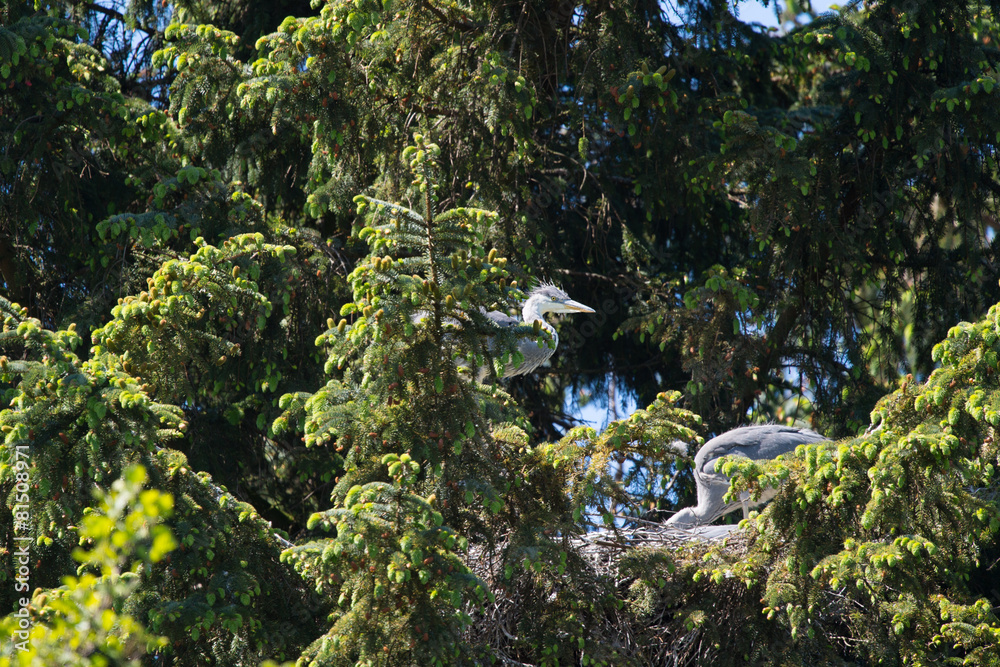 Fototapeta premium Nest great blue Heron in tree