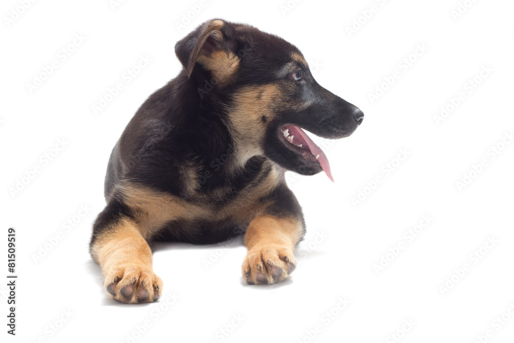 Shepherd puppy lies on a white background Shepherd puppy lies on a white background