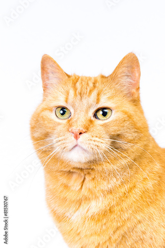 katzen portrait - prächtiger roter tiger