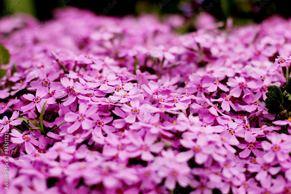 Obraz premium Purple flowers texture closeup
