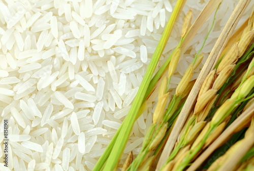 Obraz na plátně Rice's grains,Ear of rice background.