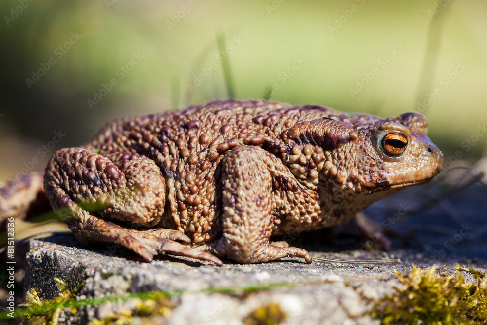 Fototapeta premium Common toad