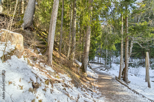 Walk path in alpine forest on Dolomites mountains