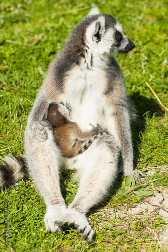 A lemur with his son © pergo70