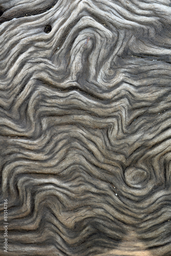 Fototapeta premium Maserung im Holz