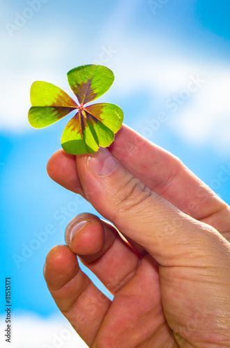 green clover in hand